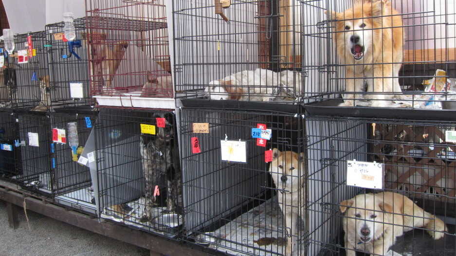 Animal Rescue Cages